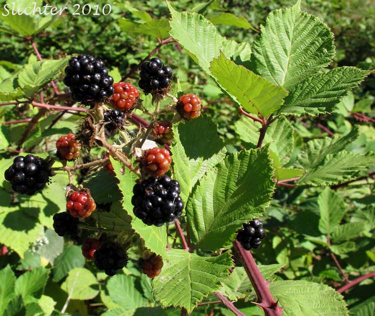 Ripening fruit of Himalayan Blackberry: Rubus bifrons (Synonyms: Rubus armeniacus, Rubus discolor, Rubus procerus, Rubus thyrsanthus)