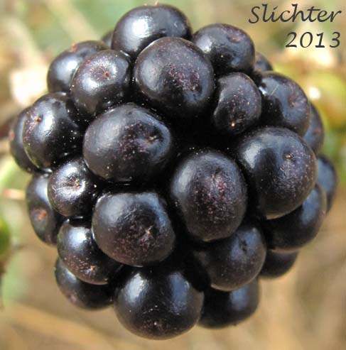 Himalayan Blackberry: Rubus bifrons (Synonyms: Rubus armeniacus, Rubus discolor, Rubus procerus, Rubus thyrsanthus)