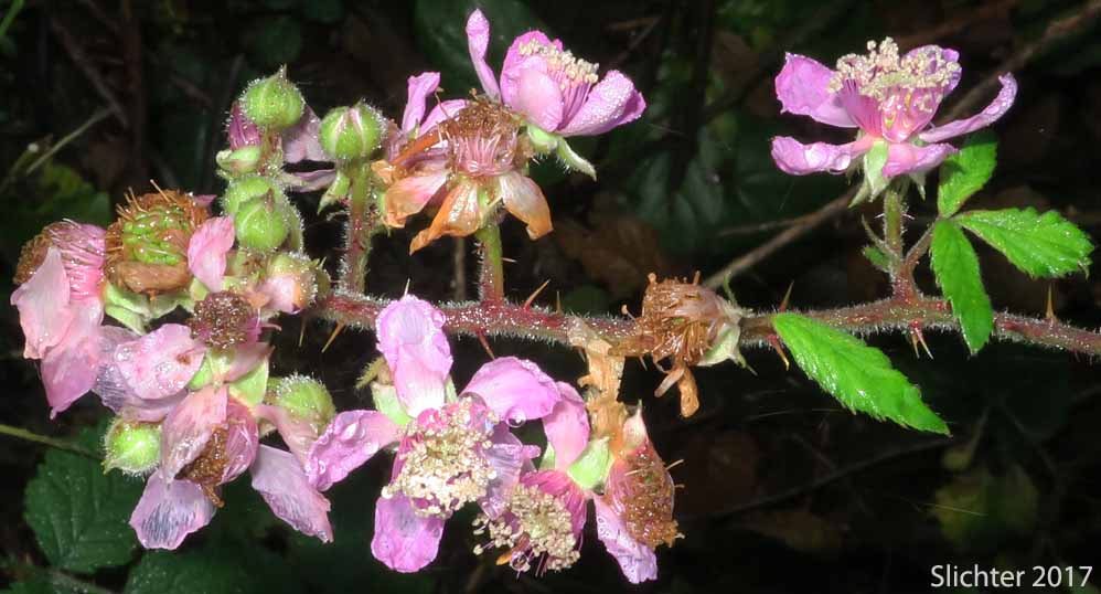 Himalayan Blackberry: Rubus bifrons (Synonyms: Rubus armeniacus, Rubus discolor, Rubus procerus, Rubus thyrsanthus)