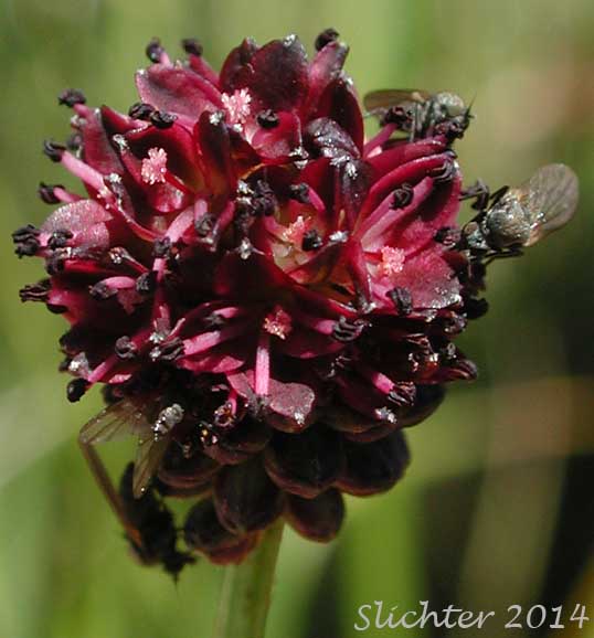 Inflorescence of Garden Burnet, Great Burnet: Sanguisorba officinalis (Synonyms: Poterium officinale, Sanguisorba microcephala, Sanguisorba officinalis ssp. microcephala)