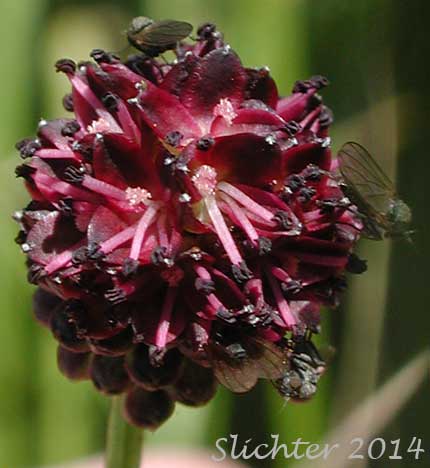Inflorescence of Garden Burnet, Great Burnet: Sanguisorba officinalis (Synonyms: Poterium officinale, Sanguisorba microcephala, Sanguisorba officinalis ssp. microcephala)
