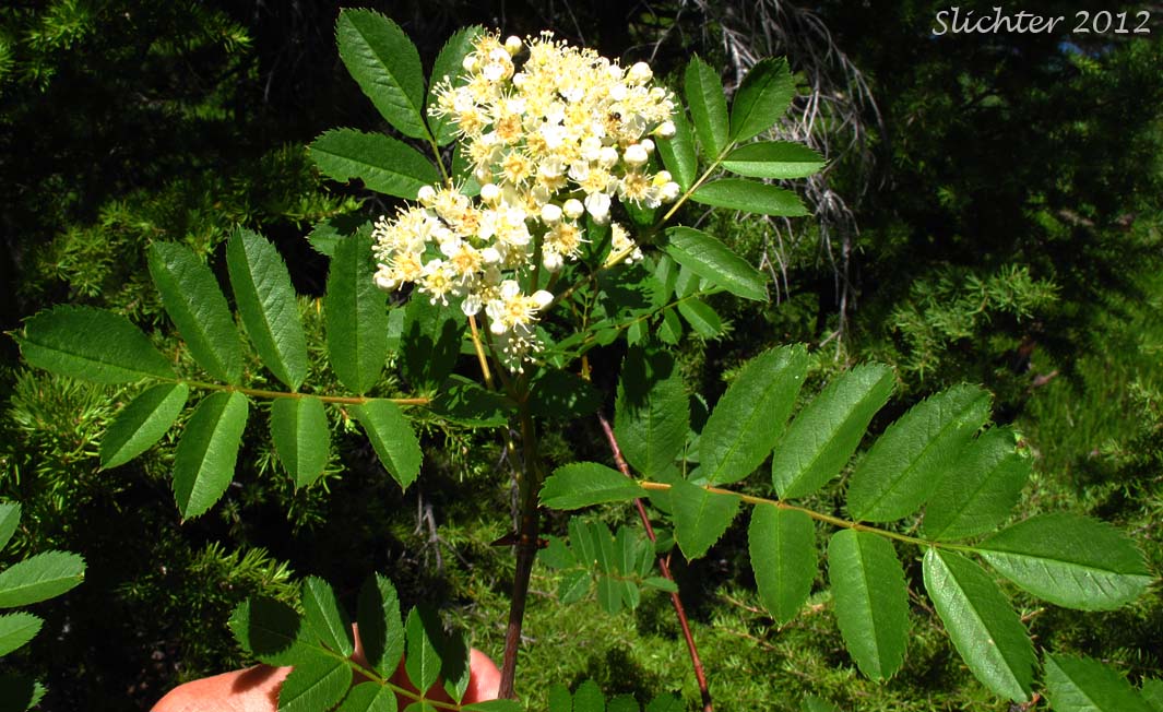 Sitka Mountain Ash, Sitka Mountain-ash: Sorbus sitchensis var. sitchensis (Synonyms: Sorbus americana, Sorbus americana var. sitchensis)
