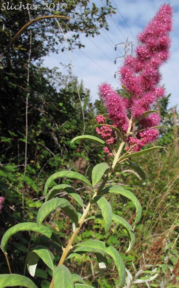 Douglas Spiraea, Douglas's Spiraea, Hardhack, Rose Spirea, Spiraea, Steeplebush, Western Spiraea: Spiraea douglasii var. douglasii (Synonyms: Spiraea douglasii var. roseata)