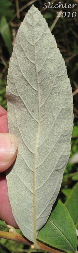 Ventral leaf surface of Douglas Spiraea, Douglas's Spiraea, Hardhack, Rose Spirea, Spiraea, Steeplebush, Western Spiraea: Spiraea douglasii var. douglasii (Synonyms: Spiraea douglasii var. roseata)