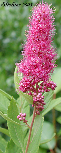 Inflorescence and upper stem leaves of Douglas Spiraea, Douglas's Spiraea, Hardhack, Rose Spirea, Spiraea, Steeplebush, Western Spiraea: Spiraea douglasii var. douglasii (Synonyms: Spiraea douglasii var. roseata)