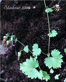 Bolandra, Northern False Coolwort, Oregon Bolandra: Bolandra oregana (Synonyms: Bolandra oregana var. imnahaensis, Bolandra oregana var. oregana)