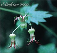 Bolandra, Northern False Coolwort, Oregon Bolandra: Bolandra oregana (Synonyms: Bolandra oregana var. imnahaensis, Bolandra oregana var. oregana)