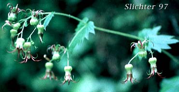 Bolandra, Northern False Coolwort, Oregon Bolandra: Bolandra oregana (Synonyms: Bolandra oregana var. imnahaensis, Bolandra oregana var. oregana)
