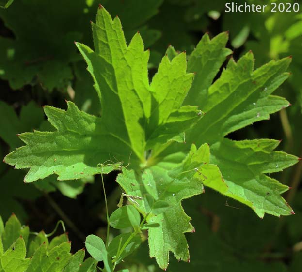 Leaf of Sierra Brookfoam, Large Boykinia, Greater Boykinia, Mountain Boykinia: Boykinia major (Synonym: Boykinia major var. major)