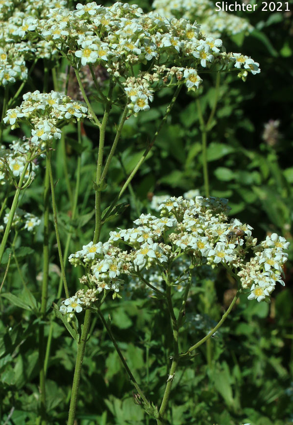 Sierra Brookfoam, Large Boykinia, Greater Boykinia, Mountain Boykinia: Boykinia major (Synonym: Boykinia major var. major)