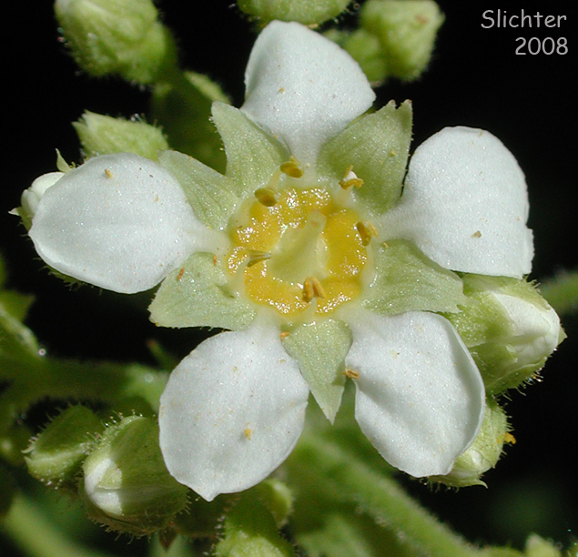 Flower of Boykinia major