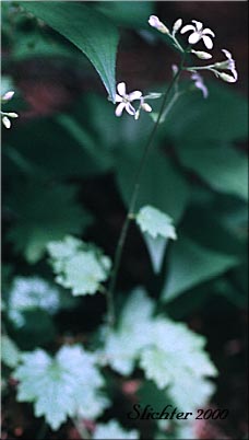 Coast Boykinia, Coastal Brookfoam, Slender Boykinia: Boykinia occidentalis (Synonym: Boykinia elata)