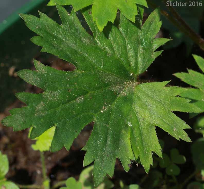 Leaf of Coast Boykinia, Coastal Brookfoam, Slender Boykinia: Boykinia occidentalis (Synonym: Boykinia elata)
