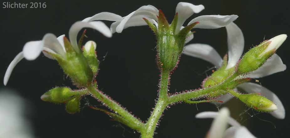 Sepals of Coast Boykinia, Coastal Brookfoam, Slender Boykinia: Boykinia occidentalis (Synonym: Boykinia elata)