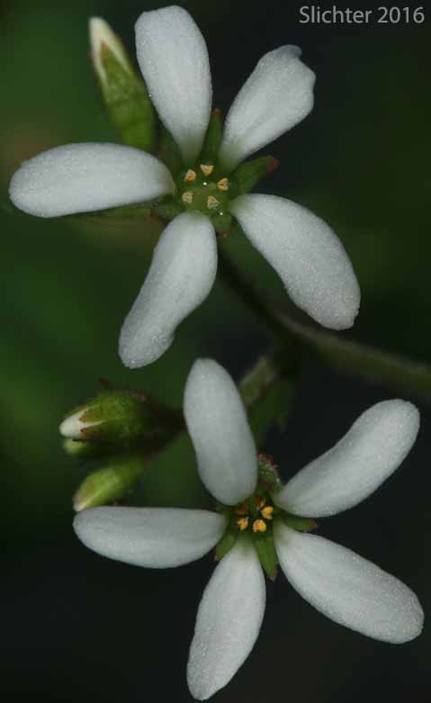 Flowers of Coast Boykinia, Coastal Brookfoam, Slender Boykinia: Boykinia occidentalis (Synonym: Boykinia elata)