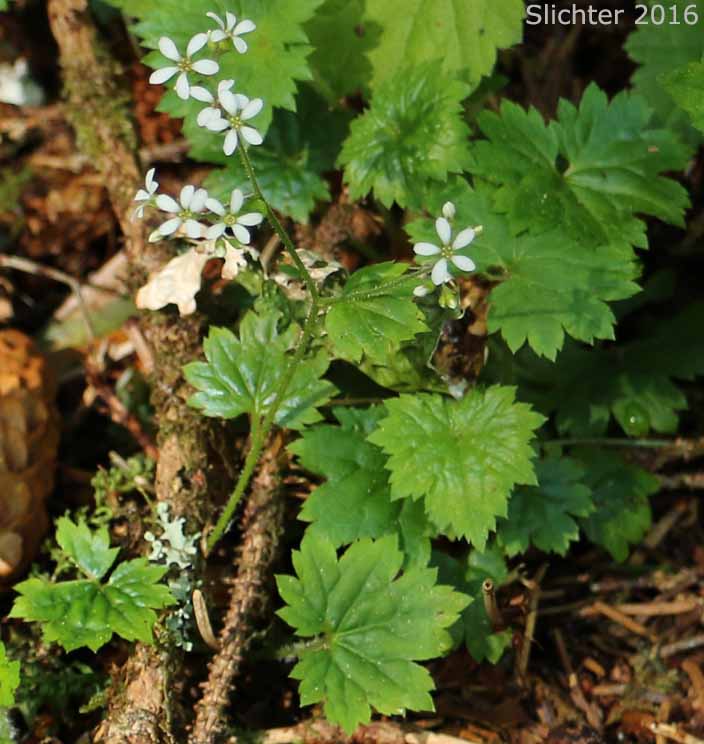 Coast Boykinia, Coastal Brookfoam, Slender Boykinia: Boykinia occidentalis (Synonym: Boykinia elata)