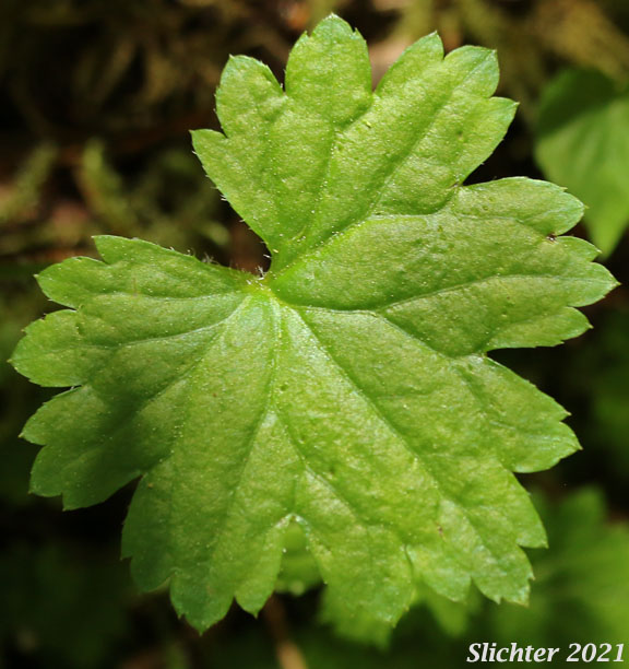 Coast Boykinia, Coastal Brookfoam, Slender Boykinia: Boykinia occidentalis (Synonyms: Boykinia cincinnata, Boykinia elata, Boykinia vancouverensis, Therofon cincinnatum)