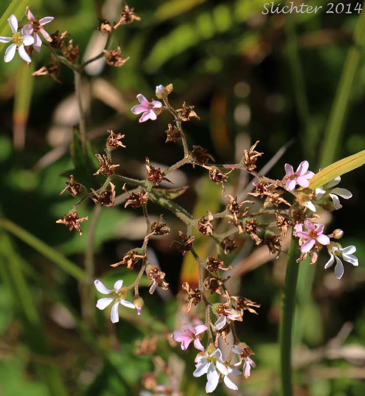 Inflorescence of Coast Boykinia, Coastal Brookfoam, Slender Boykinia: Boykinia occidentalis (Synonym: Boykinia elata)