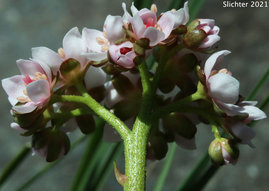 Inflorescence of Great Shieldleaf, Indian Rhubarb: Darmera peltata (Synonym: Peltiphyllum peltatum)