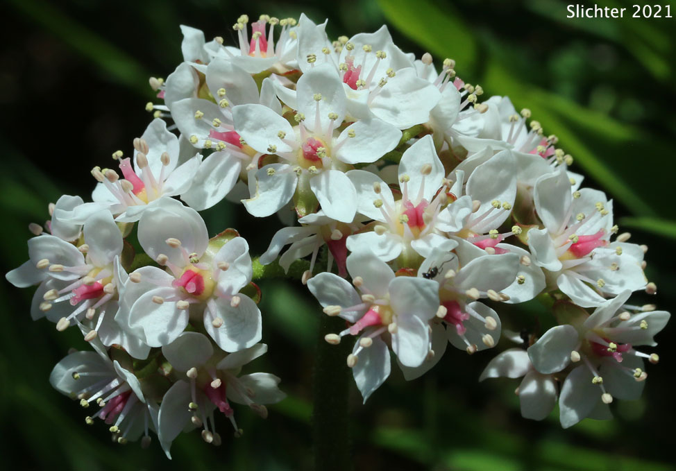 Great Shieldleaf, Indian Rhubarb: Darmera peltata (Synonym: Peltiphyllum peltatum)