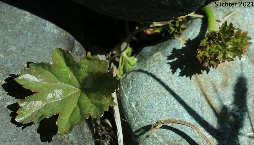 Great Shieldleaf, Indian Rhubarb: Darmera peltata (Synonym: Peltiphyllum peltatum)