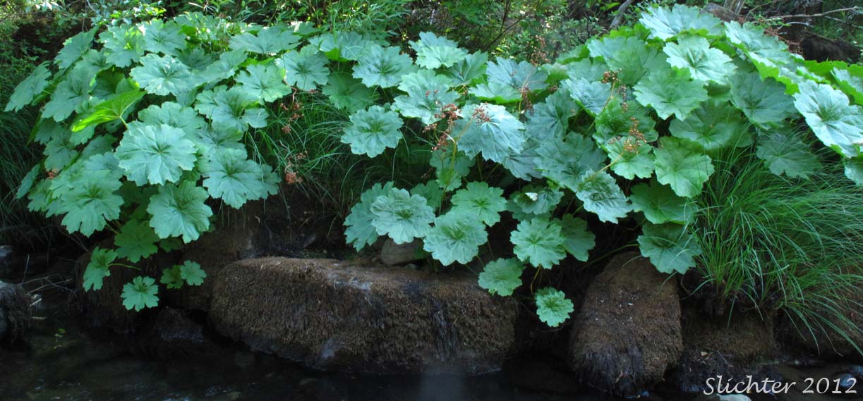 Great Shieldleaf, Indian Rhubarb: Darmera peltata (Synonym: Peltiphyllum peltatum)