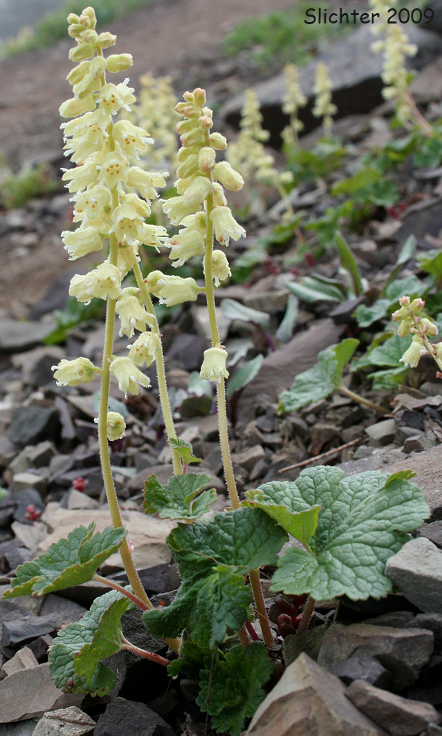 Common Elmera, Fuzzy Elmera, Hairy Elmera, Yellow Coralbells: Elmera racemosa (Synonyms: Elmera racemosa, Elmera racemosa var. puberulenta, Heuchera racemosa)