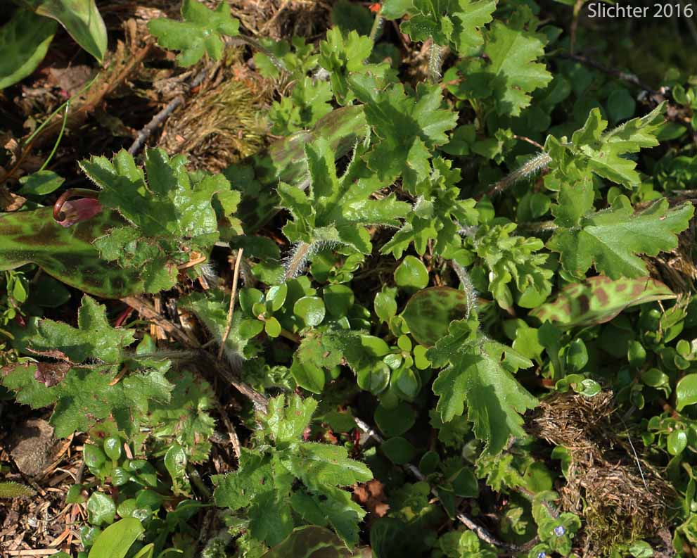 Pacific Alumroot, Smallflower Alumroot: Heuchera micrantha var. diversifolia (Synonyms: Heuchera diversifolia, Heuchera micrantha var. pacifica)