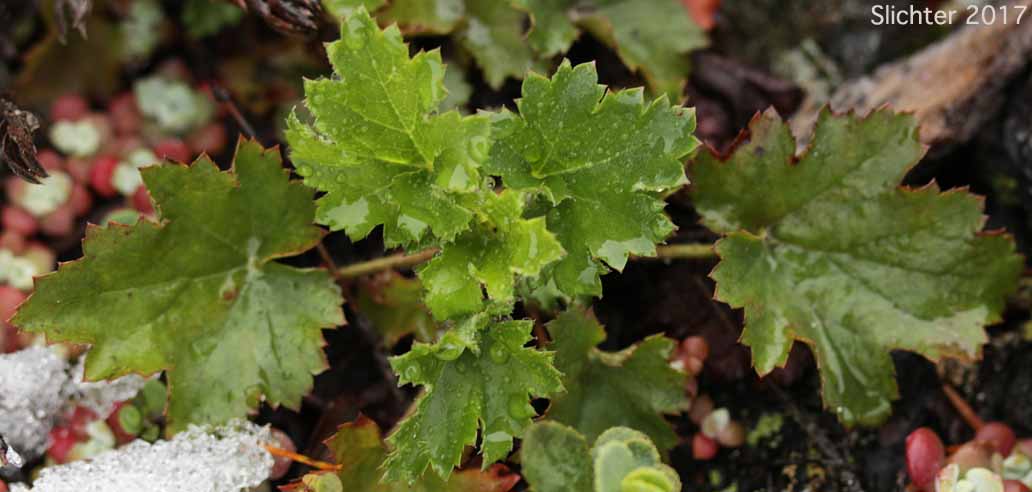 Pacific Alumroot, Smallflower Alumroot: Heuchera micrantha var. diversifolia (Synonyms: Heuchera diversifolia, Heuchera micrantha var. pacifica)
