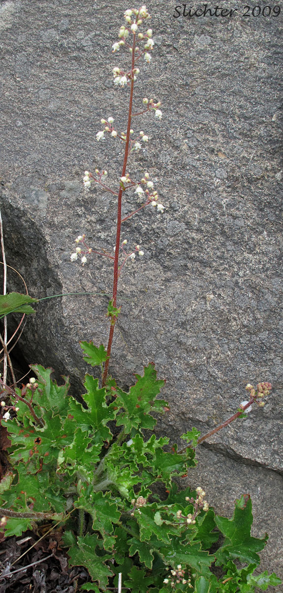 Pacific Alumroot, Smallflower Alumroot: Heuchera micrantha var. diversifolia (Synonyms: Heuchera diversifolia, Heuchera micrantha var. pacifica)