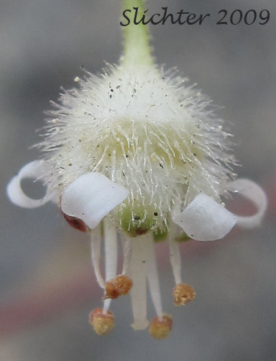 Flower of Pacific Alumroot, Smallflower Alumroot: Heuchera micrantha var. diversifolia (Synonyms: Heuchera diversifolia, Heuchera micrantha var. pacifica)