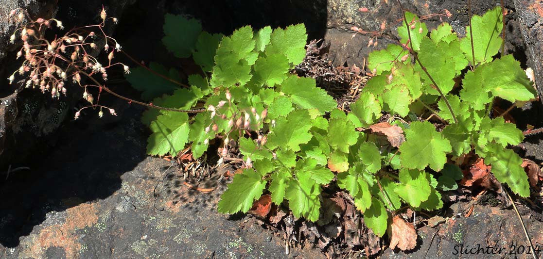 Pacific Alumroot, Smallflower Alumroot: Heuchera micrantha var. diversifolia (Synonyms: Heuchera diversifolia, Heuchera micrantha var. pacifica)