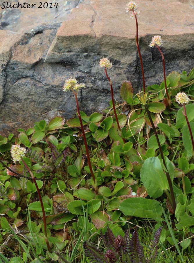 Leatherleaf Saxifrage, Fireleaf Leptarrhena, Pearleaf: Leptarrhena pyrolifolia (Synonyms: Lepuropetalon amplexifolium, Saxifraga amplexifolia, Saxifraga calycina, Saxifraga calycina ssp. unalaschcensis, Saxifraga davurica, Saxifraga davurica var. unalaschcensis, Saxifraga pyrolifolia, Saxifraga unalaschcensis)