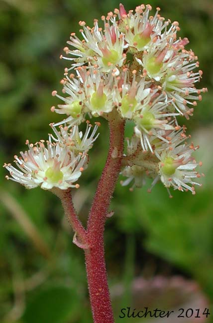 Inflorescence of Leatherleaf Saxifrage, Fireleaf Leptarrhena, Pearleaf: Leptarrhena pyrolifolia (Synonyms: Lepuropetalon amplexifolium, Saxifraga amplexifolia, Saxifraga calycina, Saxifraga calycina ssp. unalaschcensis, Saxifraga davurica, Saxifraga davurica var. unalaschcensis, Saxifraga pyrolifolia, Saxifraga unalaschcensis)