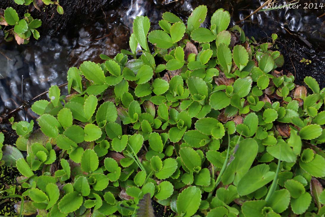 Leaves of Leatherleaf Saxifrage, Fireleaf Leptarrhena, Pearleaf: Leptarrhena pyrolifolia (Synonyms: Lepuropetalon amplexifolium, Saxifraga amplexifolia, Saxifraga calycina, Saxifraga calycina ssp. unalaschcensis, Saxifraga davurica, Saxifraga davurica var. unalaschcensis, Saxifraga pyrolifolia, Saxifraga unalaschcensis)