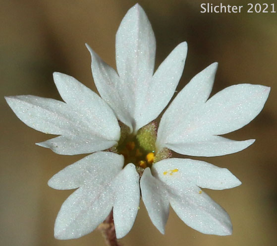 Allied Fringecup, Woodland Star: Lithophragma affine