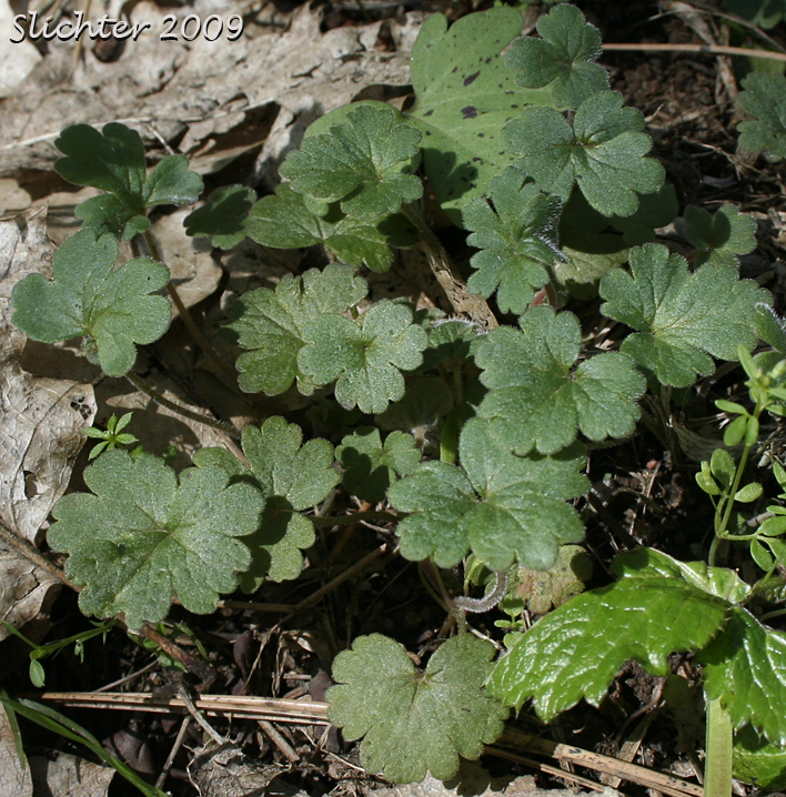 Basal leaves of Allied Fringecup, Woodland Star: Lithophragma affine