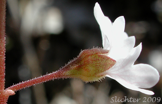 Calyx of Allied Fringecup, Woodland Star: Lithophragma affine