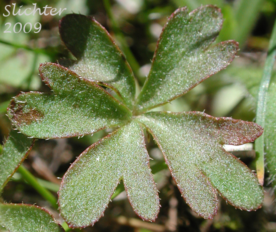 Basal leaf of