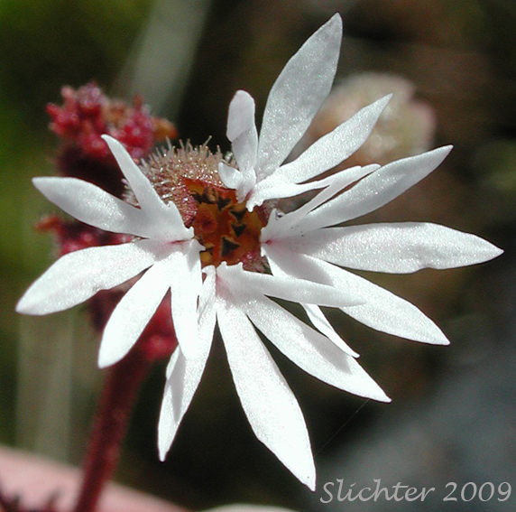 Flower of Smooth Fringecup, Smooth Prairie Star, Bulblet Prairie Star, Bulbous Woodland-star, Bulbiferous Prairie-star: Lithophragma glabrum (Synonyms: Lithophragma bulbifera, Lithophragma glabra)