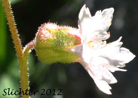 Calyx of Campanulate Fringecups, Large-flowered Hill Star: Lithophragma campanulatum (Synonyms: Lithophragma heterophylla var. campanulata, Lithophragma heterophylum)