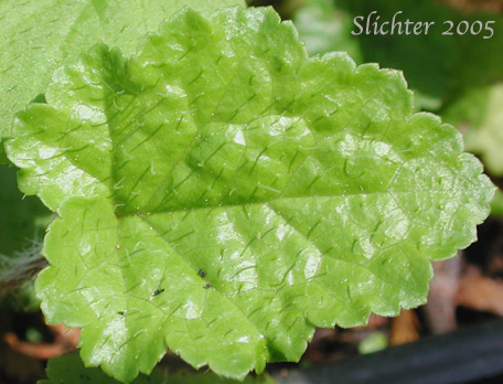Basal leaf of Coastal Bishop's Cap, Coastal Mitrewort, Oval-leaved Mitrewort: Brewerimitella ovalis (Synonyms: Mitella ovalis, Pectiantia ovalis)