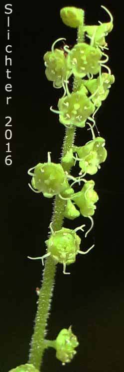 Inflorescence of Coastal Bishop's Cap, Coastal Mitrewort, Oval-leaved Mitrewort: Brewerimitella ovalis (Synonyms: Mitella ovalis, Pectiantia ovalis)
