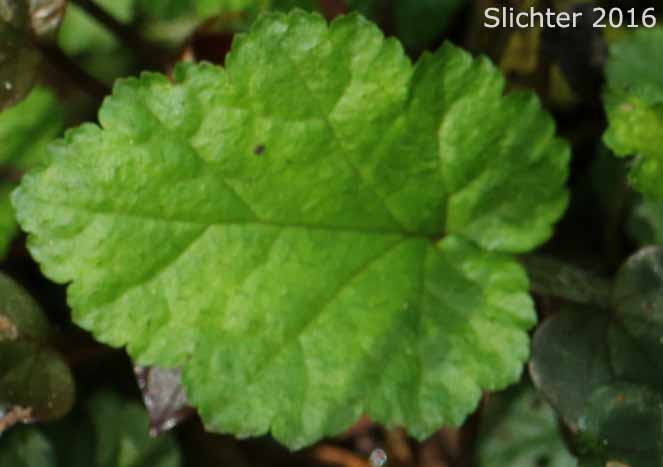 Basal leaf of Oval-leaved Mitrewort, Coastal Mitrewort: Mitella ovalis (Synonym: Pectiantia ovalis)