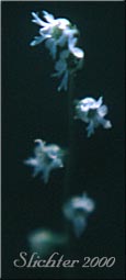 Pacific Mitrewort, Three-parted Mitrewort, Three-tooth Mitrewort, Three-toothed Mitrewort: Ozomelis trifida (Synonyms: Mitella trifida, Mitella trifida var. trifida, Mitella trifida var. violacea, Mitella violacea, Ozomelis anomala, Ozomelis micrantha)