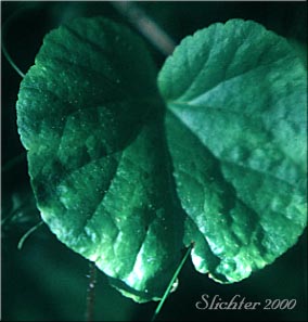 Leaf of Pacific Mitrewort, Three-parted Mitrewort, Three-tooth Mitrewort, Three-toothed Mitrewort: Ozomelis trifida (Synonyms: Mitella trifida, Mitella trifida var. trifida, Mitella trifida var. violacea, Mitella violacea, Ozomelis anomala, Ozomelis micrantha)