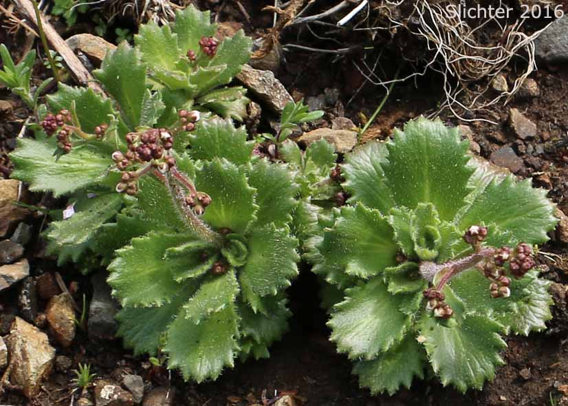 Basal leaves of Alaska Saxifrage, Russethair Saxifrage, Rusty Saxifrage, Vreeland's Rusty Saxifrage: Micranthes ferruginea (Synonyms: Saxifraga ferruginea, Saxifraga ferruginea var. ferrnuginea, Saxifraga ferruginea var. foliacea, Saxifraga ferruginea var. macounii, Saxifraga ferruginea var. vreelandii, Saxifraga vreelandii)