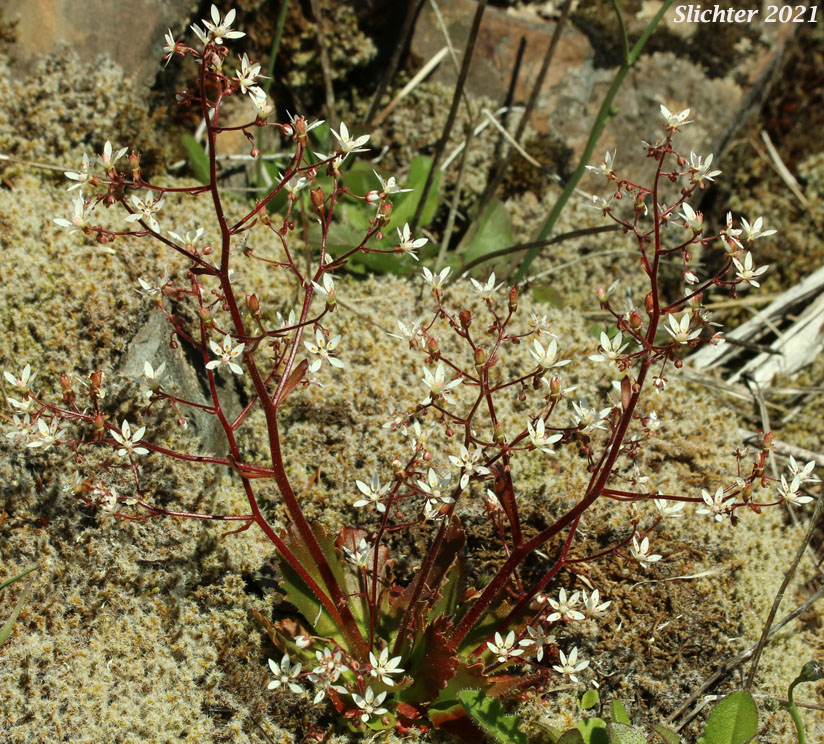 Alaska Saxifrage, Russethair Saxifrage, Rusty Saxifrage, Vreeland's Rusty Saxifrage: Micranthes ferruginea (Synonyms: Saxifraga ferruginea, Saxifraga ferruginea var. ferrnuginea, Saxifraga ferruginea var. foliacea, Saxifraga ferruginea var. macounii, Saxifraga ferruginea var. vreelandii, Saxifraga vreelandii)