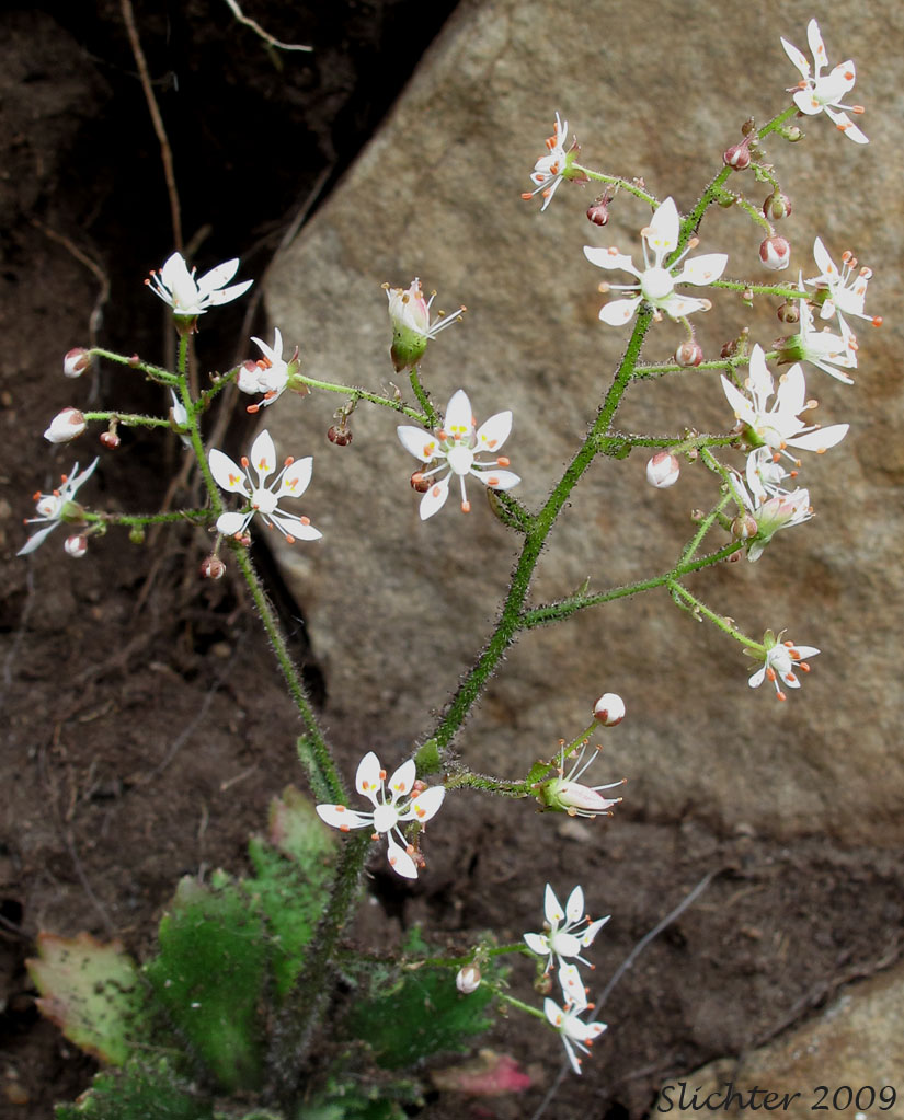 Rusty Saxifrage, Vreeland's Rusty Saxifrage, Alaska Saxifrage: Saxifraga ferruginea (Synonyms: Micranthes ferruginea, Saxifraga ferruginea var. ferrnuginea, Saxifraga ferruginea var. macounii, Saxifraga ferruginea var. vreelandii)