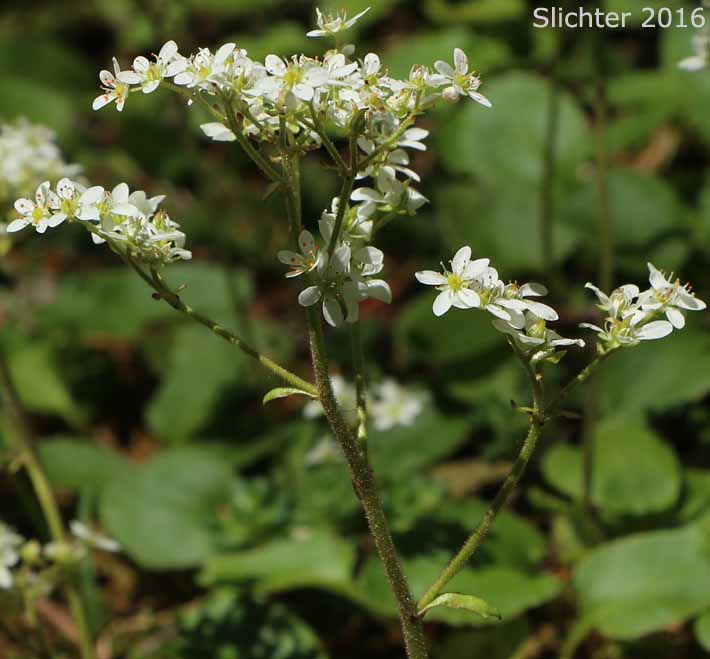 Inflorescence of Gorman's Saxifrage: Micranthes gormanii (Synonyms: Saxifraga gormanii, Saxifraga occidentalis var. dentata)